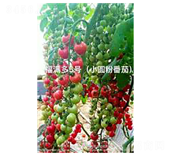 ���M��5̖-���ҷ��ѷN��-��ػݝ�