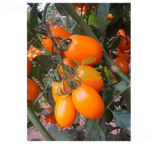 �S�_��-���ҷ��ѷN��-��ػݝ�