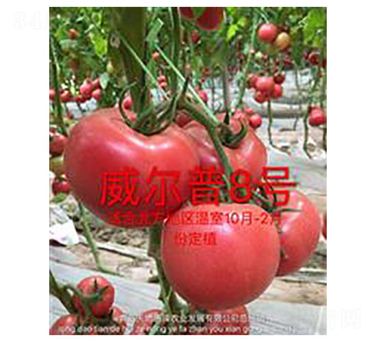 ������8̖(h��o)-�۹����ѷN��-��ػݝ�