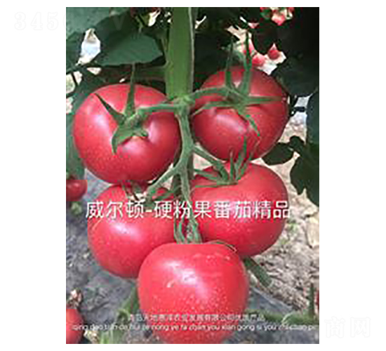 �����D-�۹����ѷN��-��ػݝ�