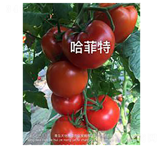 ������-�t�����ѷN��-��ػݝ�