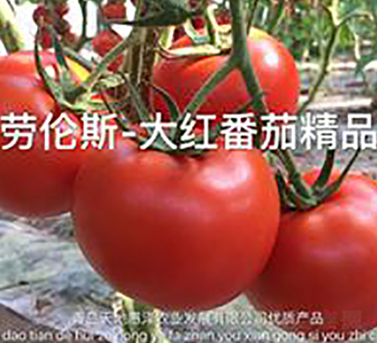 �ڂ�˹-�t�����ѷN��-��ػݝ�