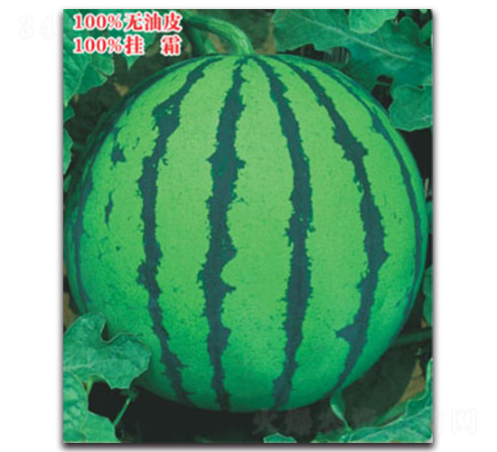 ����-���ϷN��-����ӯ�r(n��ng)�I(y��)