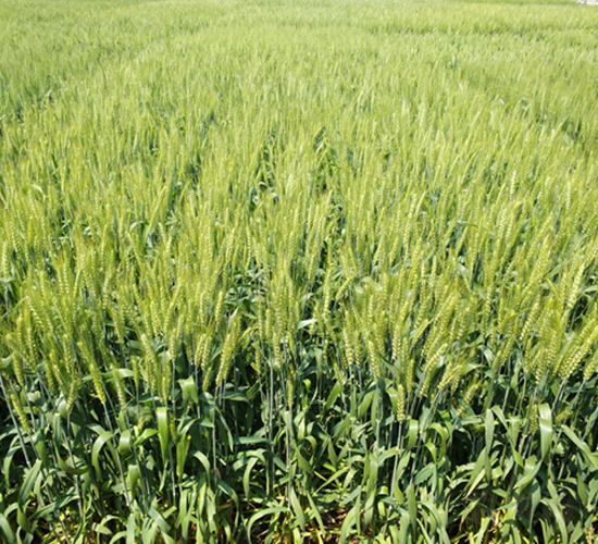 ����29-С���N��-�S���N�I(y��)