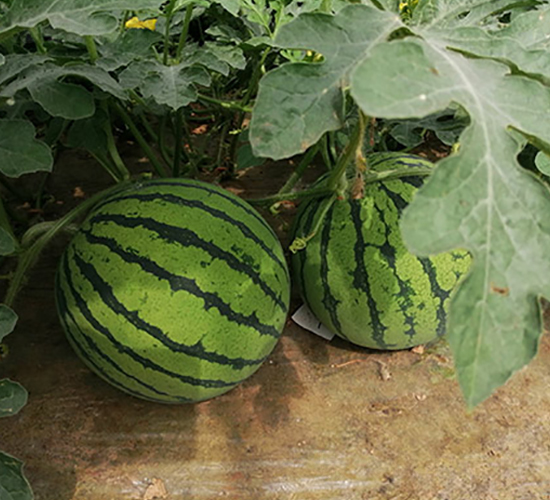 ����-���ϷN��-�S���N�I(y��)