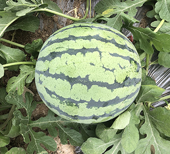 ����1̖-���ϷN��-�S���N�I(y��)