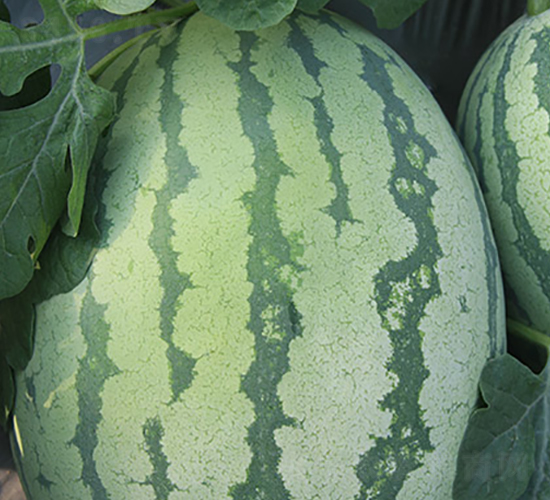 �t��ɰ-���ϷN��-�S���N�I(y��)