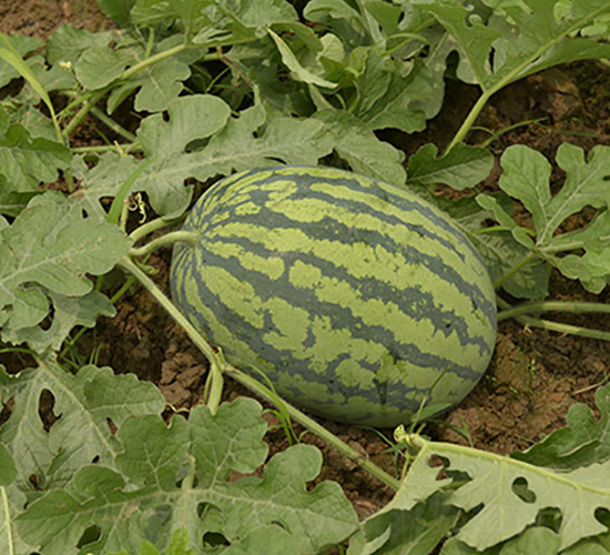 �v��-���ϷN��-�S���N�I(y��)