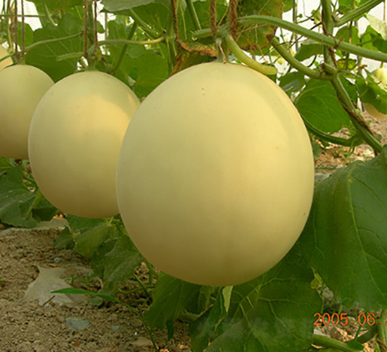 �S����̖(h��o)-��ϷN��-�S��(l��)�N�I(y��)