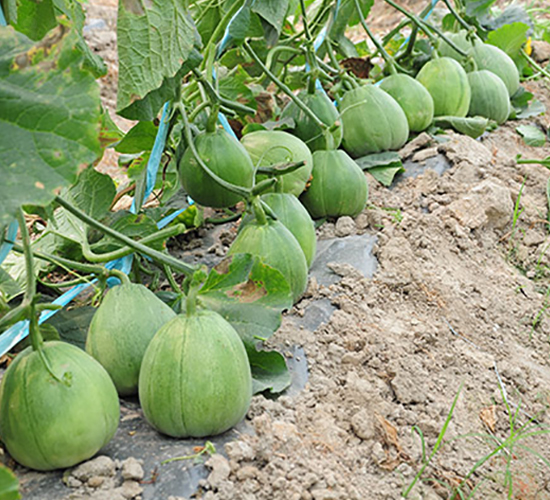 ����-��ϷN��-�S��(l��)�N�I(y��)