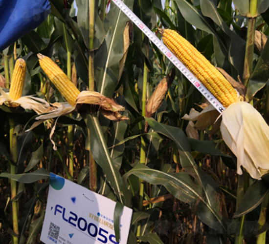 �S��2059-���׷N��-�S���N�I(y��)