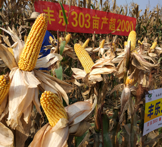 �S��303-���׷N��-�S���N�I(y��)