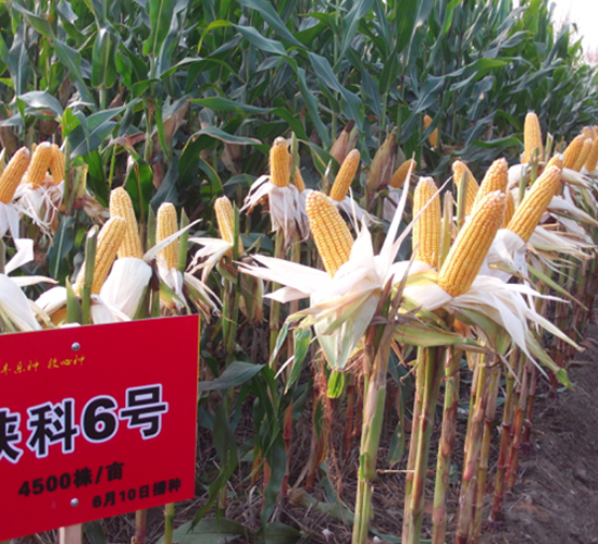 ꃿ�6̖-���׷N��-�S���N�I(y��)