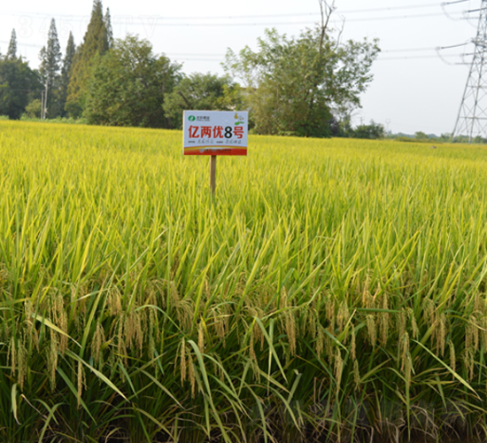 �|�Ƀ�(y��u)8̖(h��o)-ˮ���N��-�S���N�I(y��)