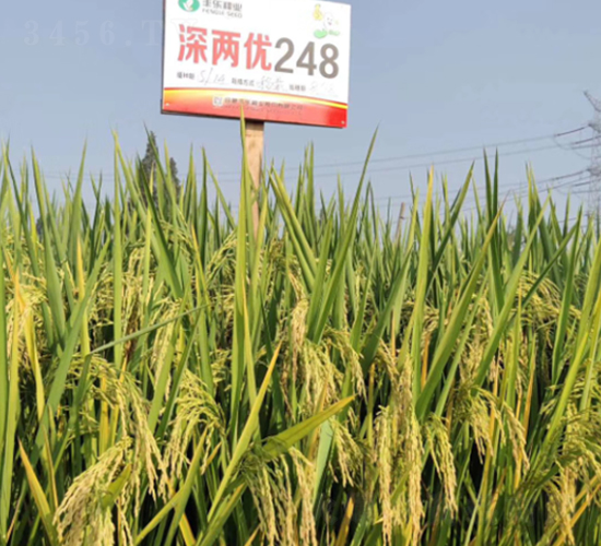 ��Ƀ�(y��u)248-ˮ���N��-�S��(l��)�N�I(y��)