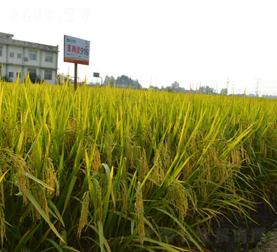 �S�Ƀ�(y��u)916-ˮ���N��-�S���N�I(y��)