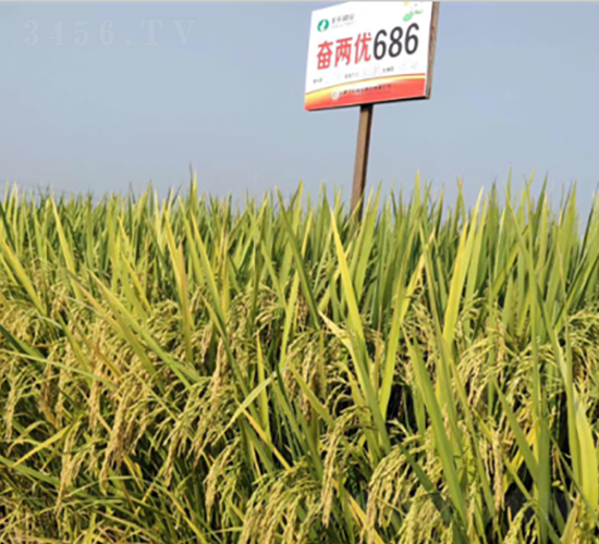 �^�Ƀ�(y��u)686-ˮ���N��-�S��(l��)�N�I(y��)