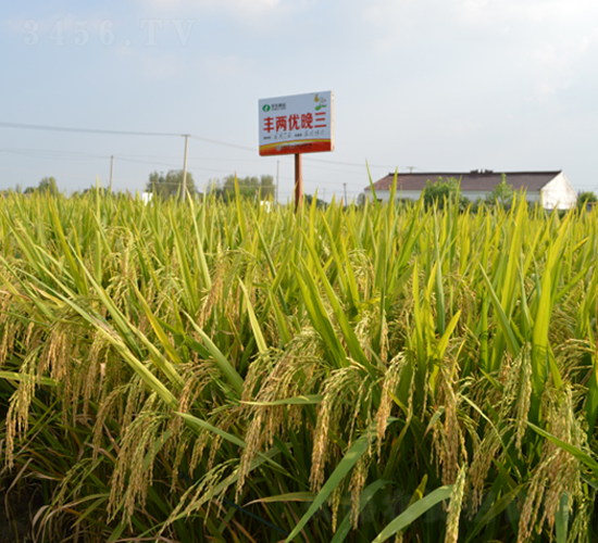 �S�Ƀ�(y��u)����-ˮ���N��-�S��(l��)�N�I(y��)