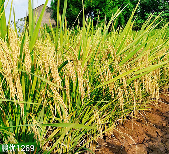 �i��(y��u)1269-ˮ���N��-�S��(l��)�N�I(y��)