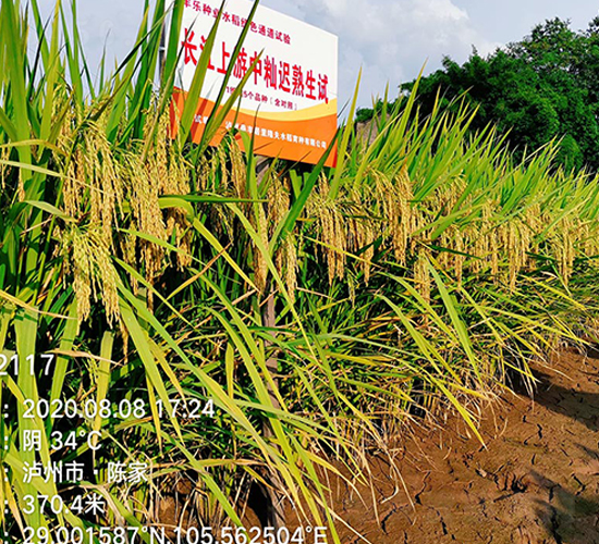 ������(y��u)2117-ˮ���N��-�S���N�I(y��)