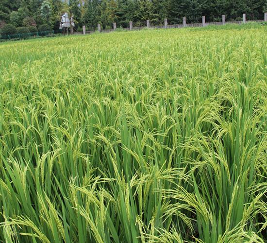 ����(y��u)670-ˮ���N��-�S���N�I(y��)