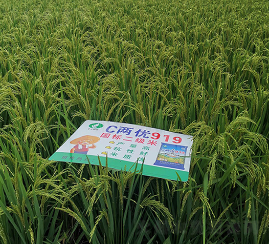 C�Ƀ�(y��u)919-ˮ���N��-�S���N�I(y��)