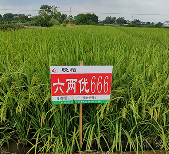 ���Ƀ�(y��u)666-ˮ���N��-�S���N�I(y��)