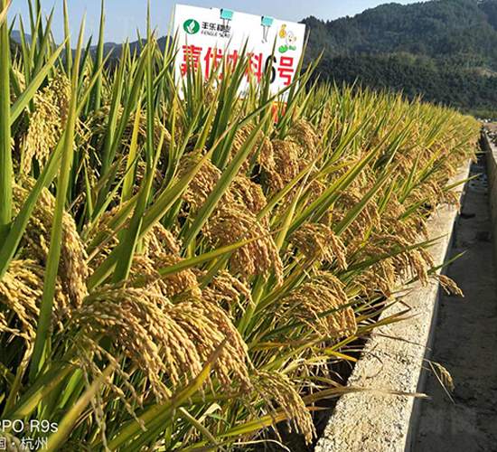 �΃�(y��u)�п�6̖(h��o)-ˮ���N��-�S��(l��)�N�I(y��)