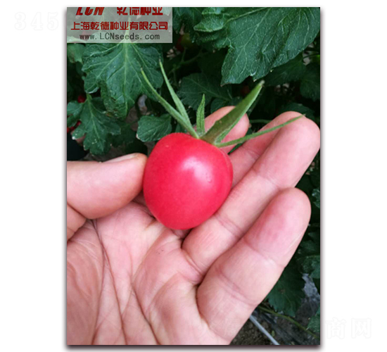 Ǭ��С�۷���-���ѷN��-Ǭ�·N�I(y��)