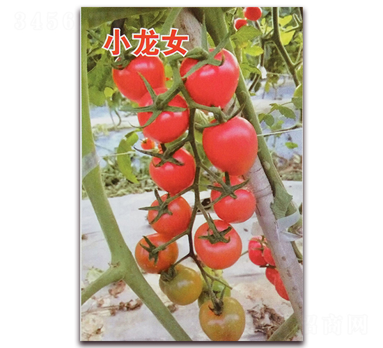 С��Ů-�۹�С���ѷN��-Ǭ�·N�I(y��)