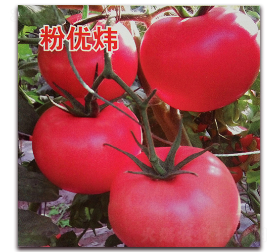 Ǭ�·ۃ�(y��u)��-���ѷN��-Ǭ�·N�I(y��)