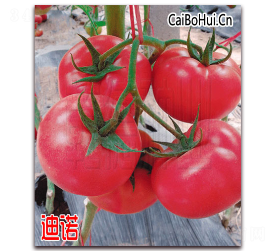 Ǭ�µ��Z-�۹����ѷN��-Ǭ�·N�I(y��)