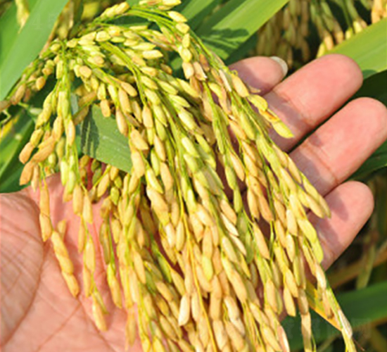 δ�Ƀ�(y��u)6̖(h��o)-ˮ���N��-δ��(l��i)�N�I(y��)