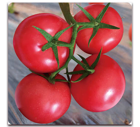 �P�Z-������ѷN��-���S��