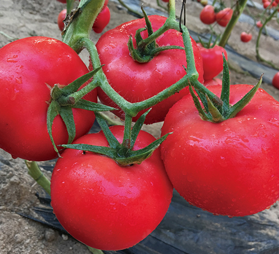 ؐ��-������ѷN��-���S��