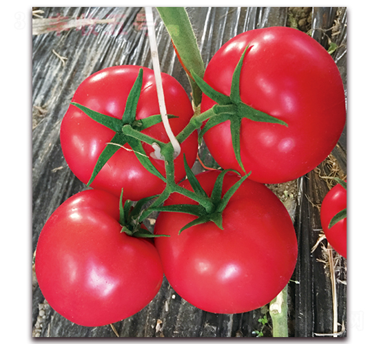 �S����̖-������ѷN��-���S��