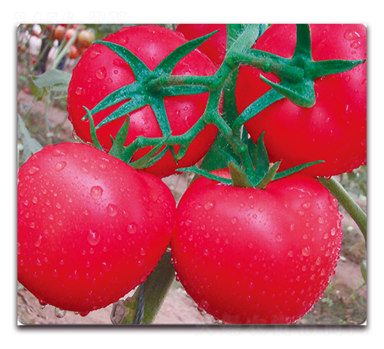 STP-F518-������ѷN��-���S��