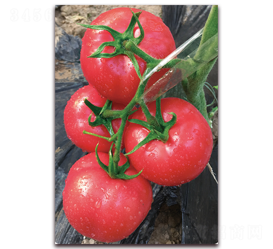 ���۴��Z-������ѷN��-���S��