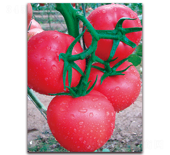 ��ؐ��-������ѷN��-���S��