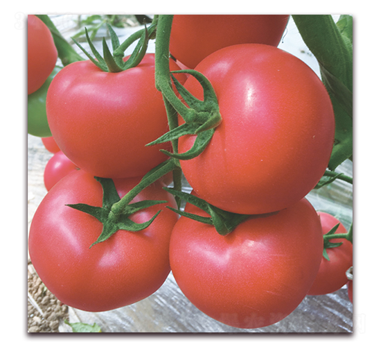 ���Z��̖-������ѷN��-���S��