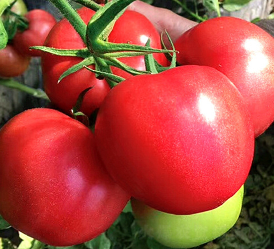 �������Z-������ѷN��-���S��