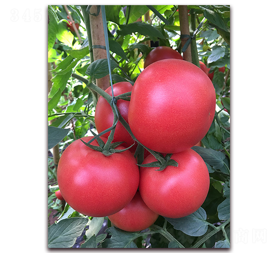 ����ɭ-������ѷN��-���S��