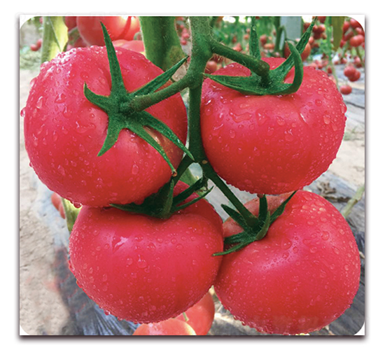 �����z-������ѷN��-���S��