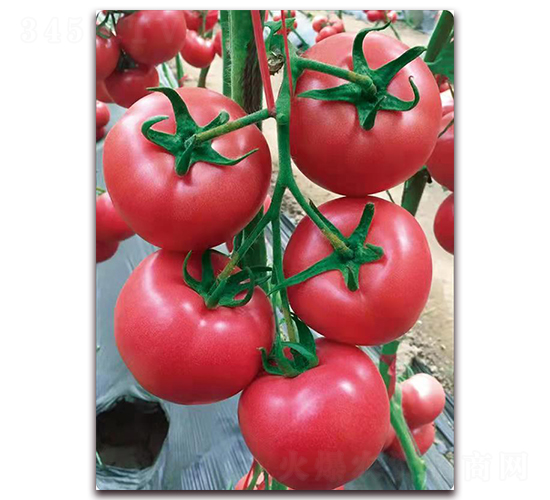 ����2106-������ѷN��-���S��