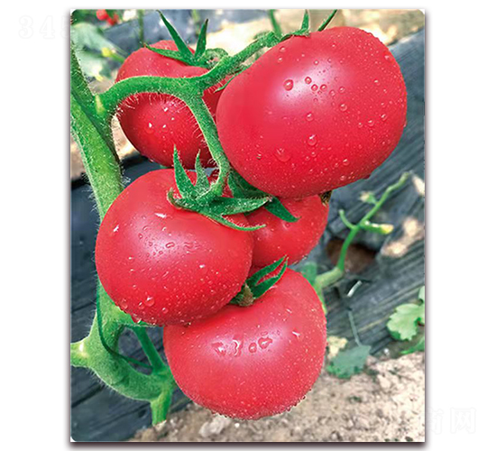 ������̖-������ѷN��-���S��