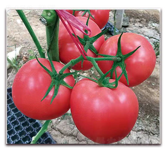 �����z��̖-������ѷN��-���S��