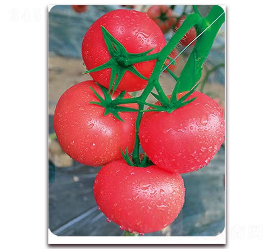 ����1528-������ѷN��-���S��