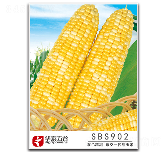 SBS902-�����׷N��-�A̩���