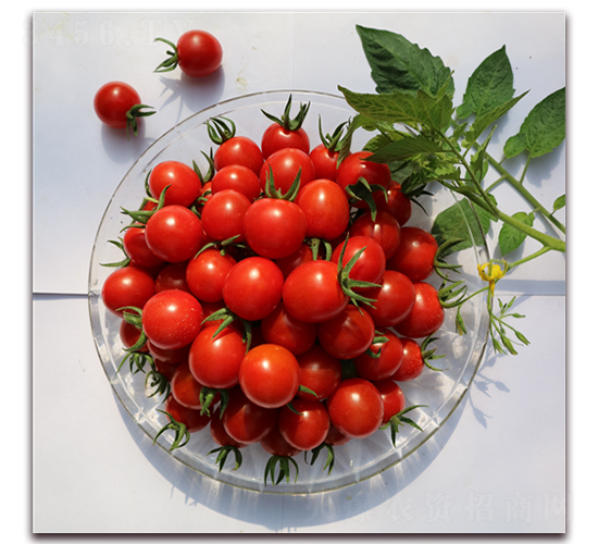 ����53̖(h��o)-���ҷ��ѷN��-���i