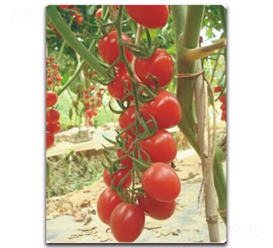 �������һ̖(h��o)-���ҷ��ѷN��-���i